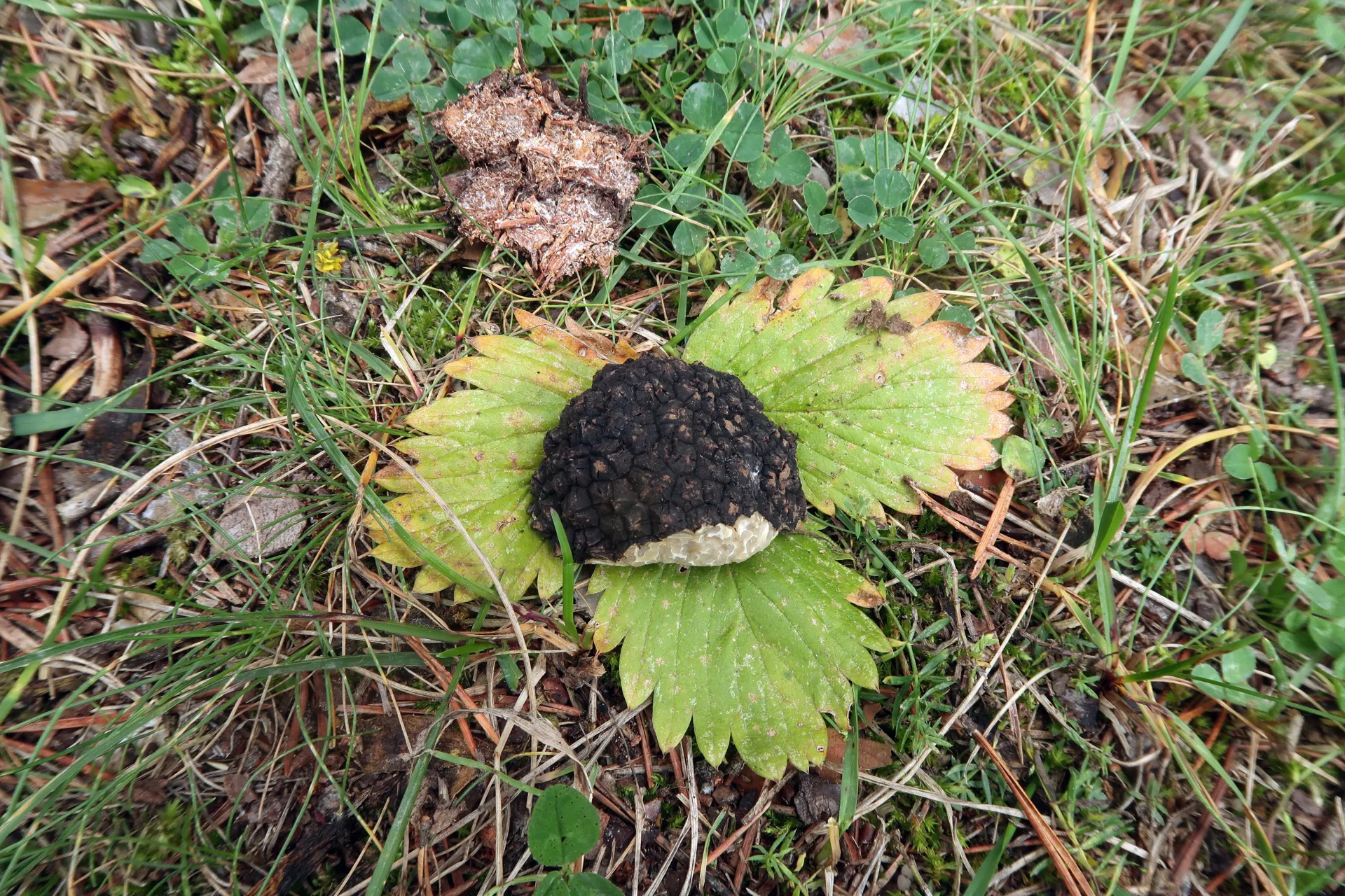Tuber bituminatum - 1 - IMG_0429